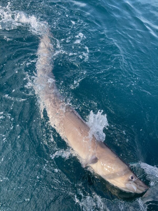 Conger Eel Fishing card image